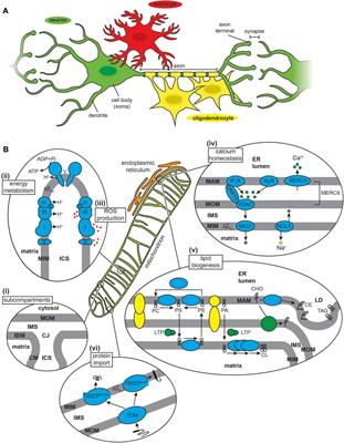 Interactions of amyloidogenic proteins with mitochondrial protein import machinery in aging-related neurodegenerative diseases